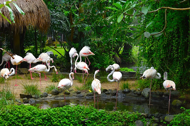 Zoo Arcadia